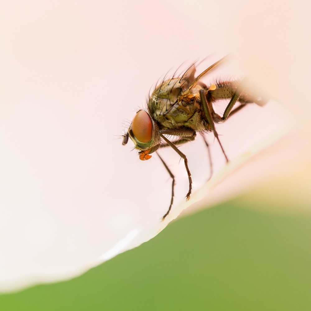 Anthomyiidae Indet. — 20250521 — 40 × 30 cm