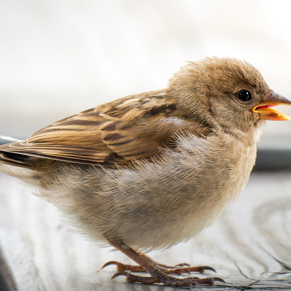 House Sparrow in Tignes — 70 × 50 cm