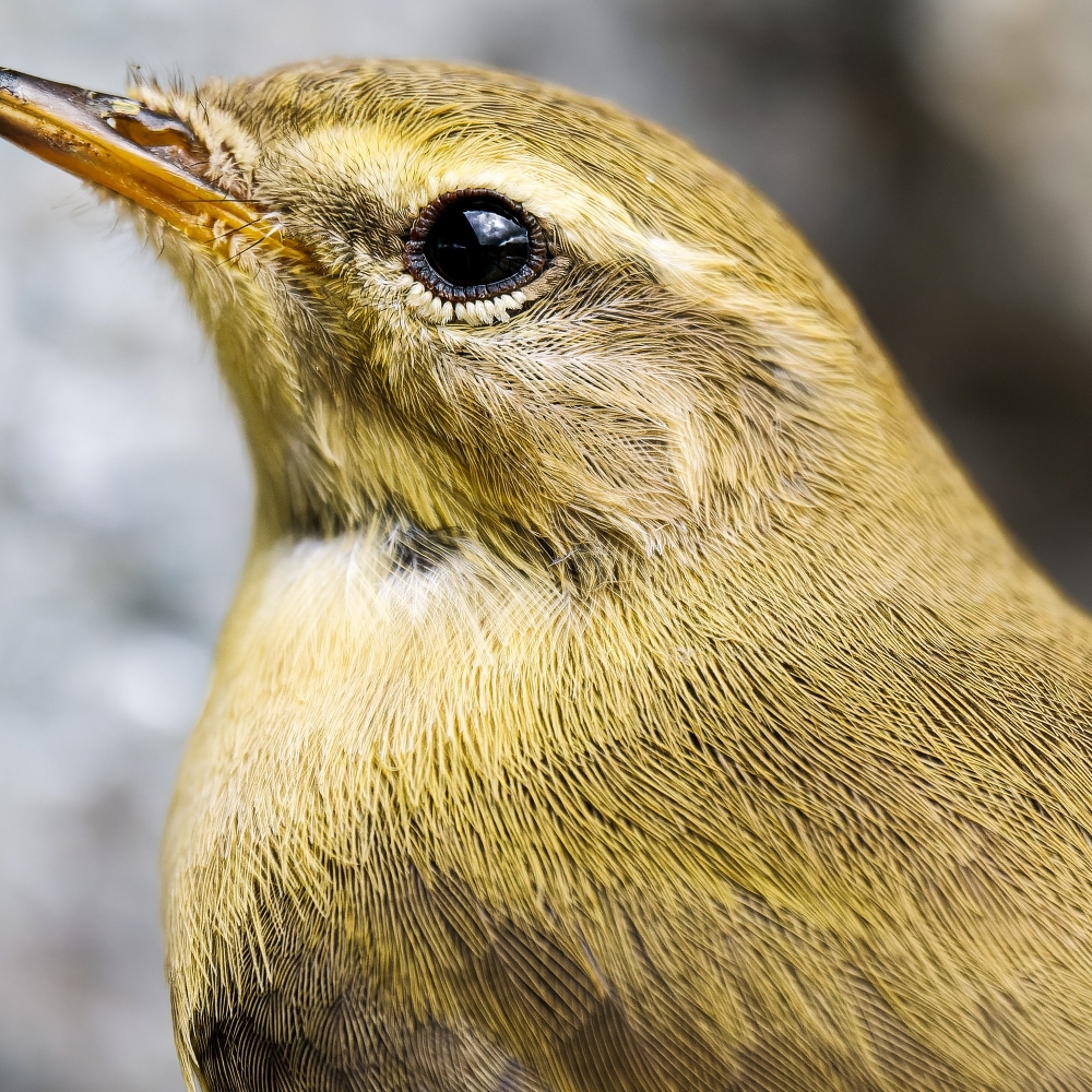 Phylloscopus Trochilus — Tignes — 70 × 50 cm