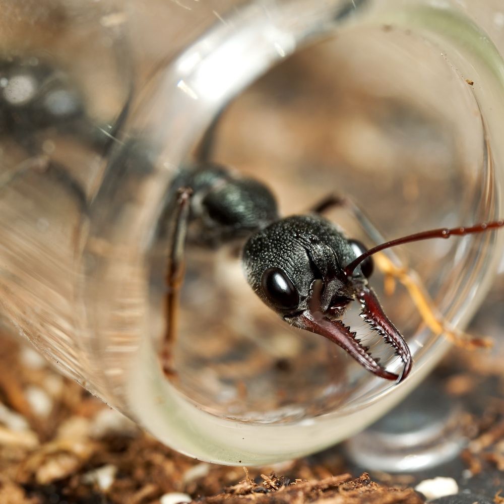 Myrmecia Pyriformis — 20251115-2025-11-15 — 70 × 50 cm