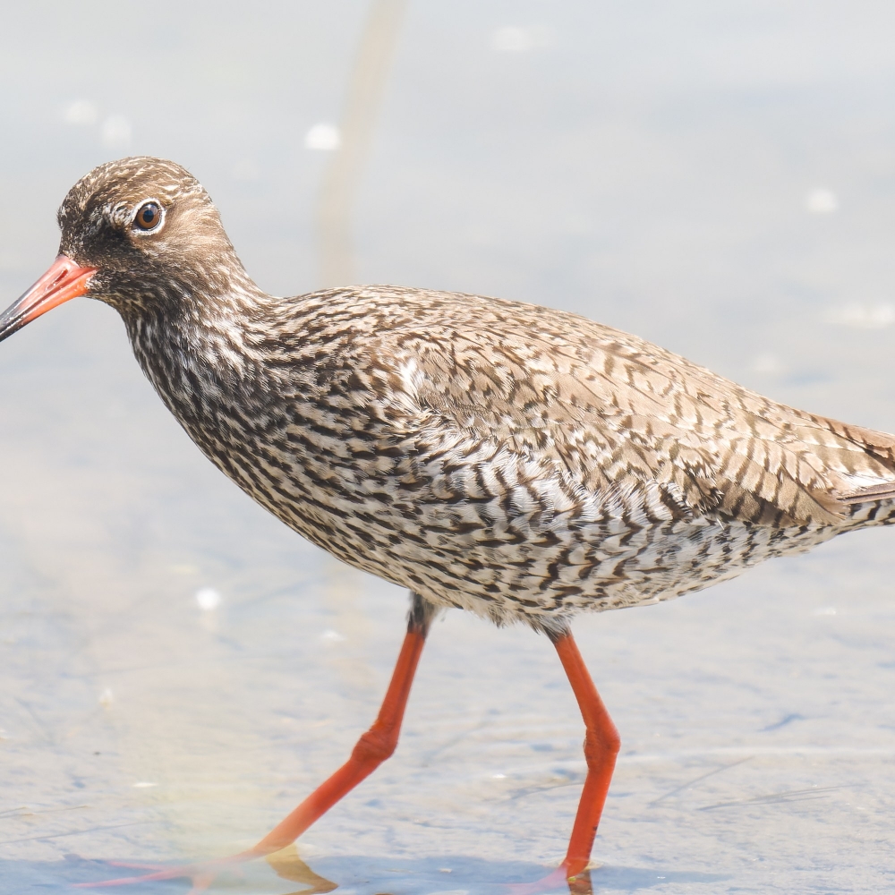 Tringa Totanus — 20250518 — 60 × 40 cm