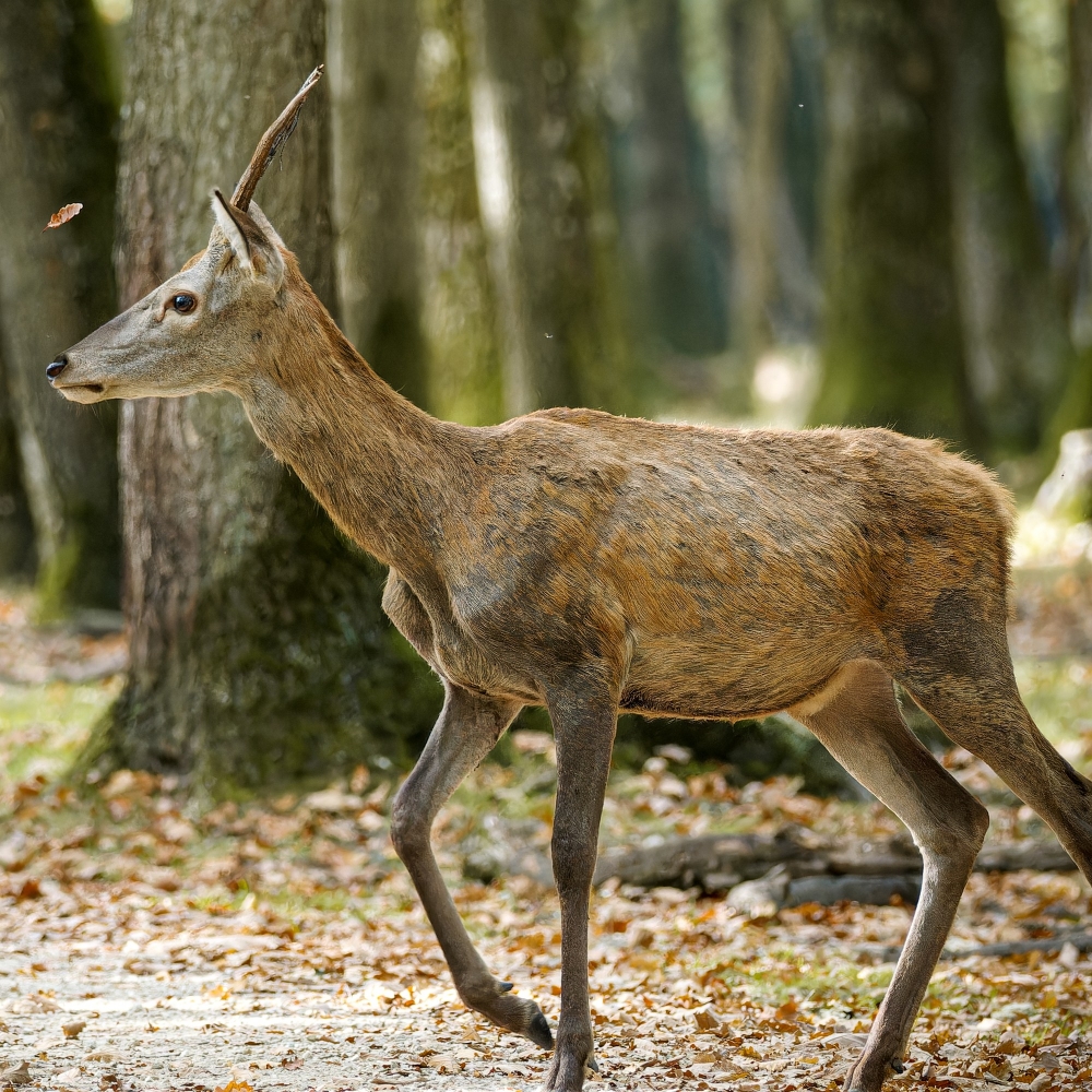 Cervus Elaphus — 20251014 — 40 × 30 cm