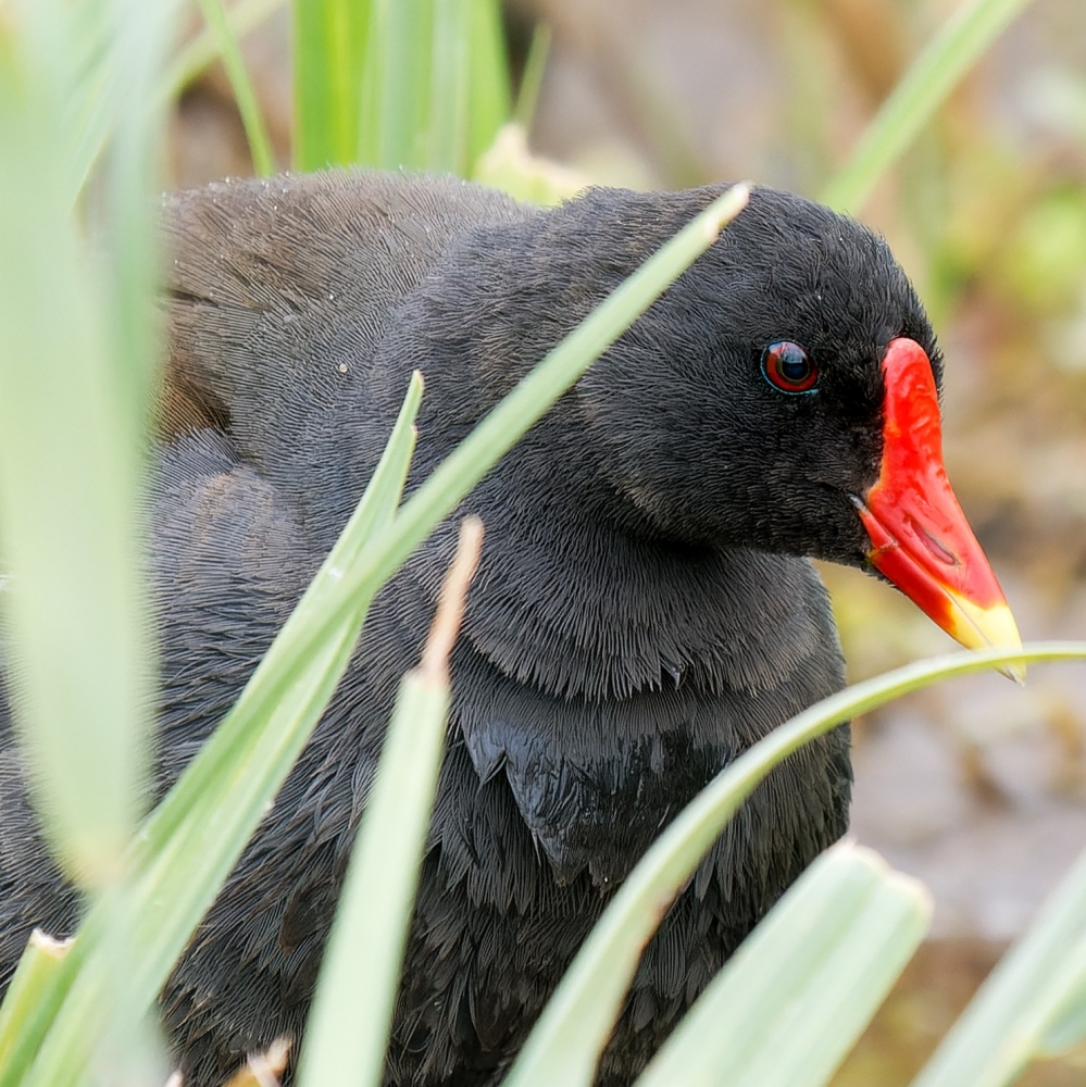 Gallinula Chloropus — 20250518 — 60 × 40 cm