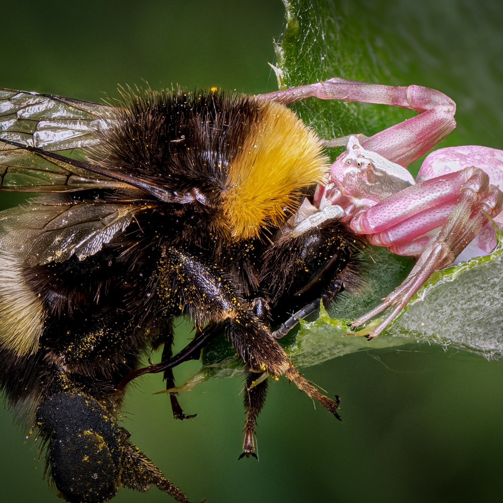 Misumena Vatia X Bombus — 20250521 — 40 × 30 cm