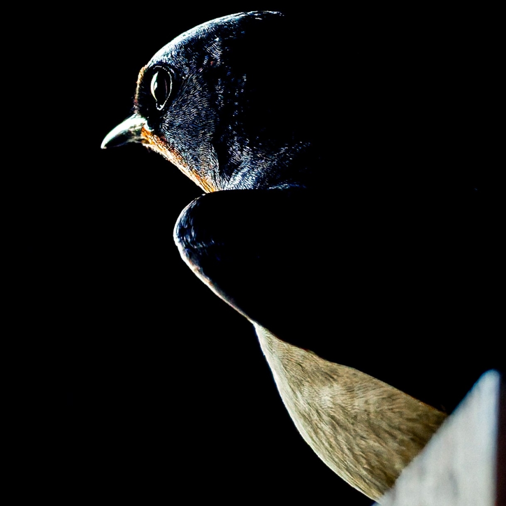 Hirundo Rustica — Rosnay — 50 × 70 cm