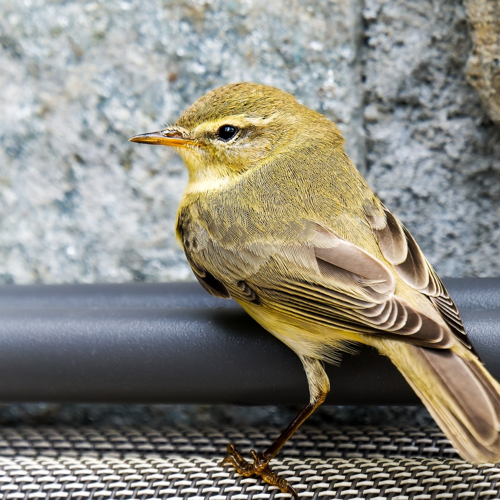 Phylloscopus Trochilus — Tignes — 70 × 50 cm