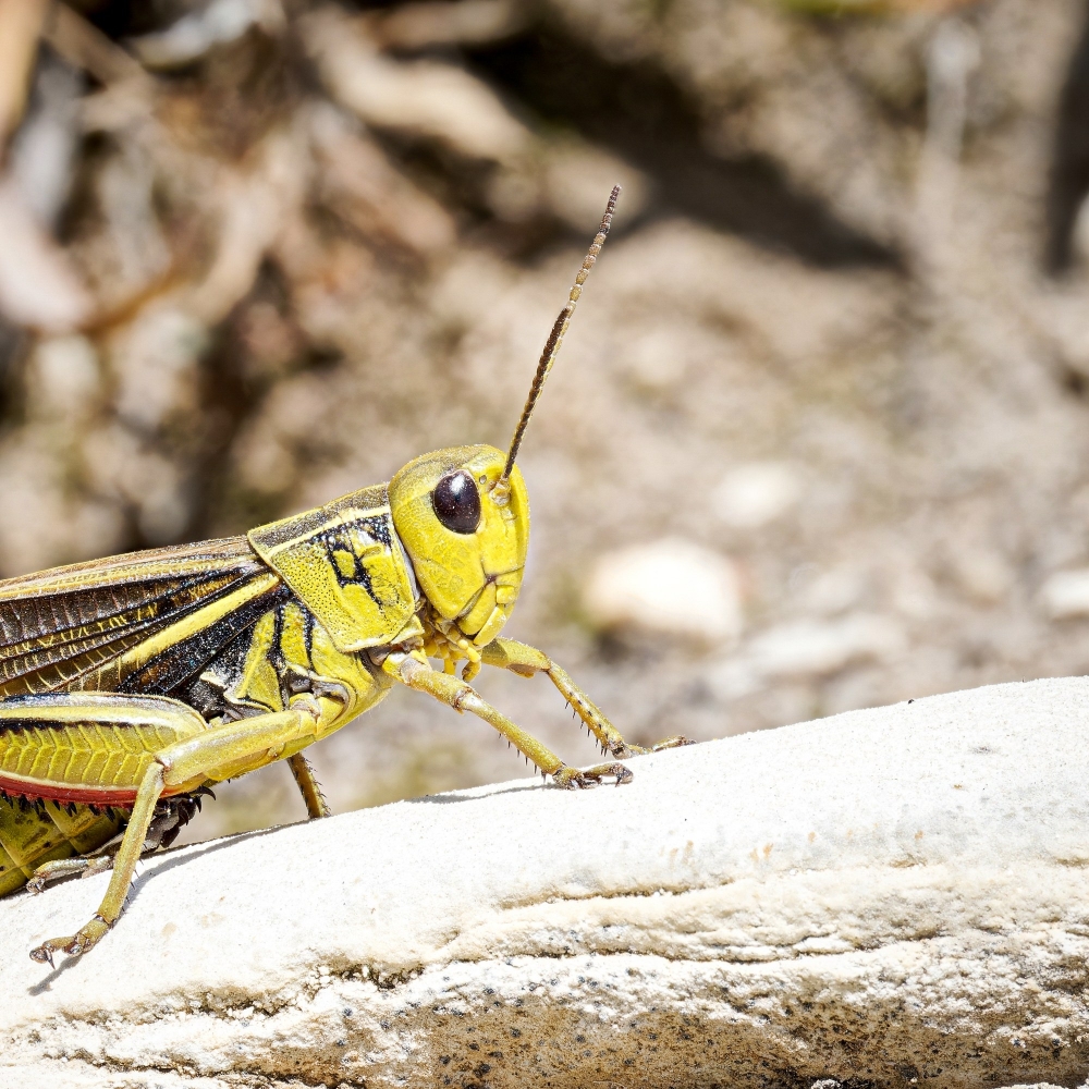 Arcyptera Fusca — 20250811 — 40 × 30 cm