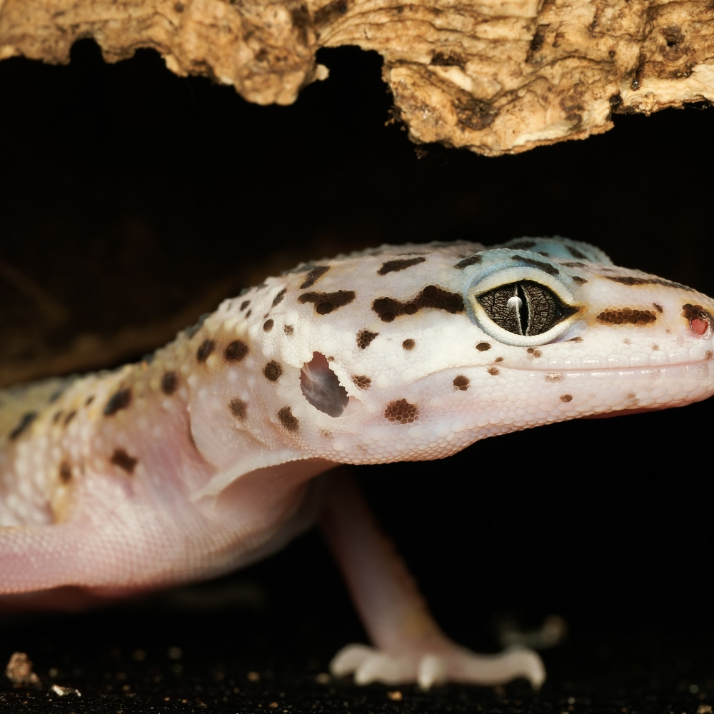 Eublepharis Macularius — 20251114-2025-11-15 — 70 × 50 cm