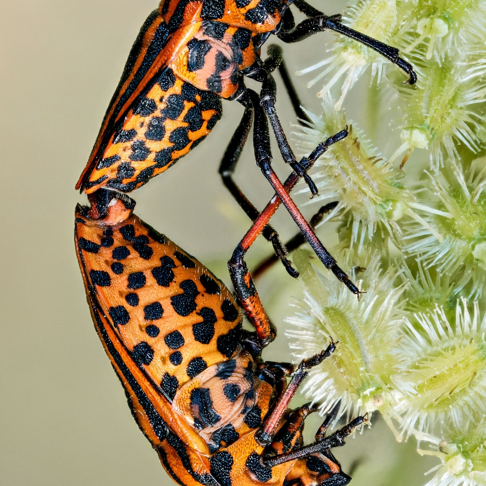 Striped Shield Bug in Cheny — 30 × 40 cm