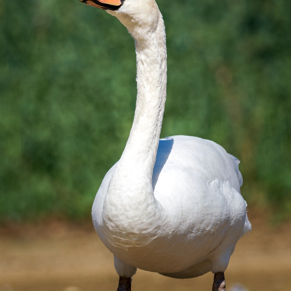 20250331 P3311065 Orf Dxo Deepprimexd — 40 × 30 cm