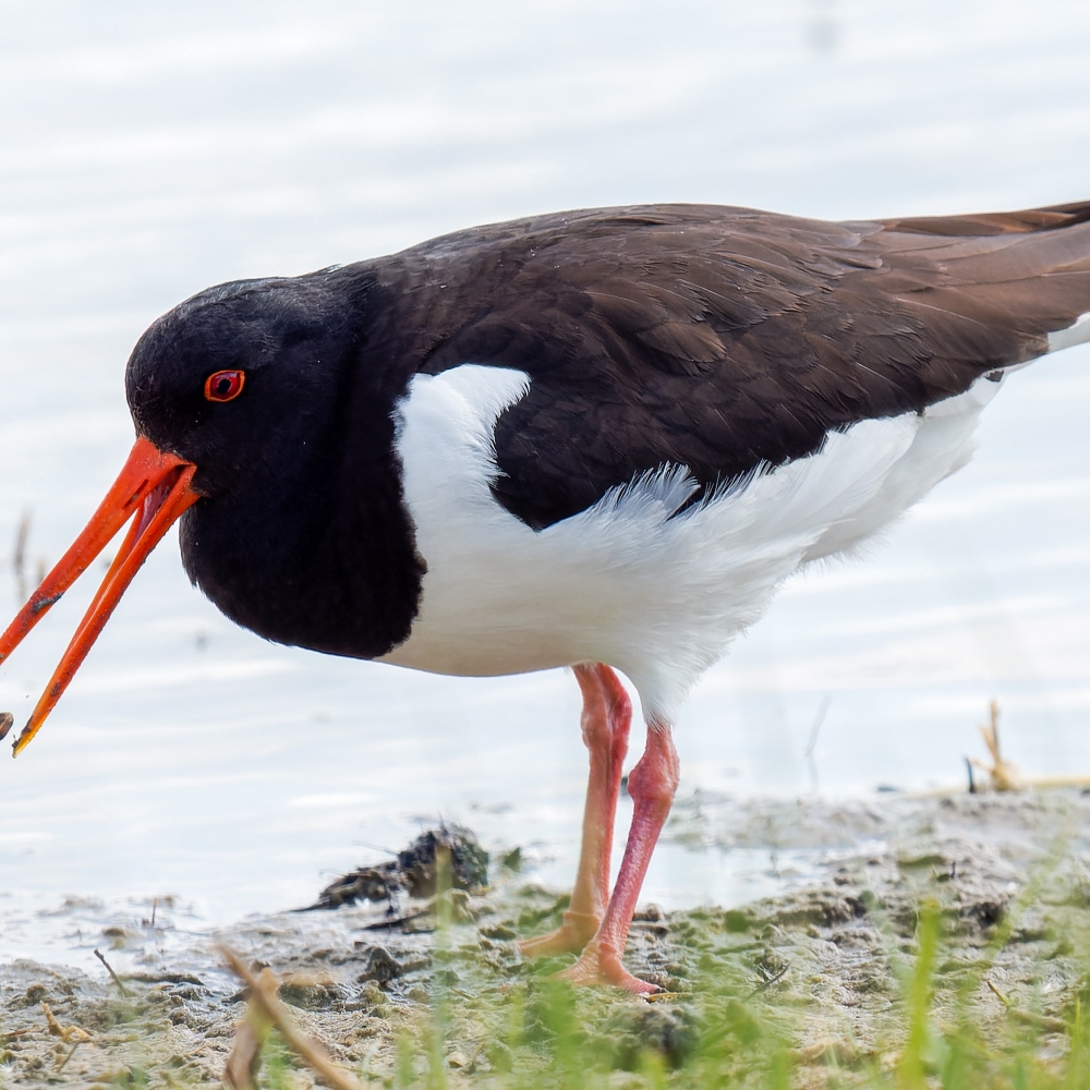 Haematopus Ostralegus — 20250518 — 70 × 50 cm