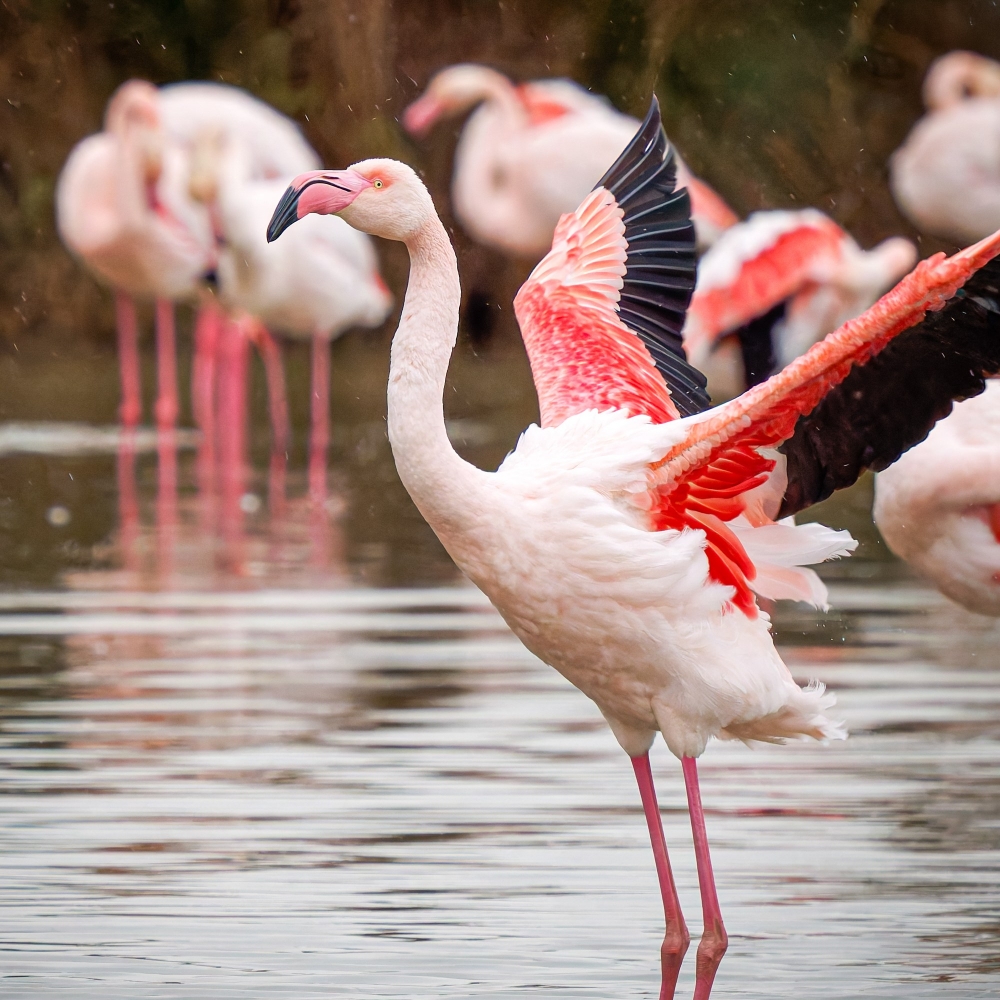 Phoenicopterus Roseus — 20251201 — 40 × 30 cm