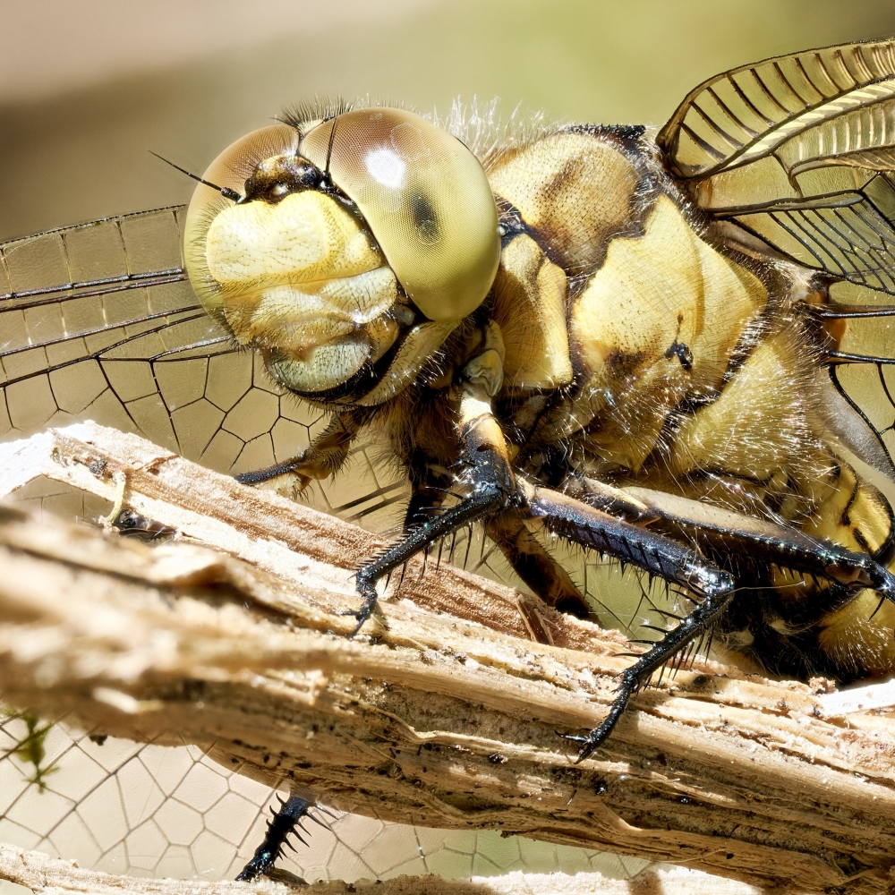 Black-tailed Skimmer in 20250516 — 70 × 50 cm