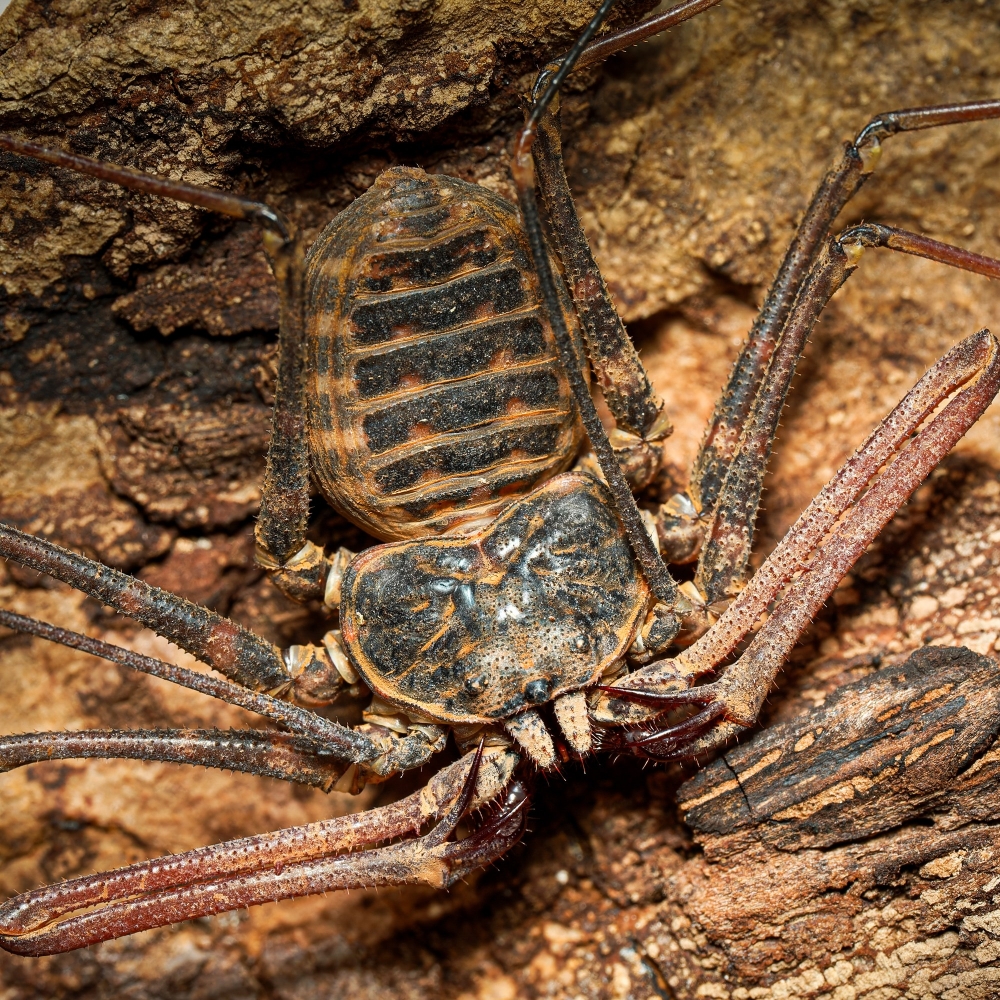 Euphrynichus Bacillifer — 70 × 50 cm