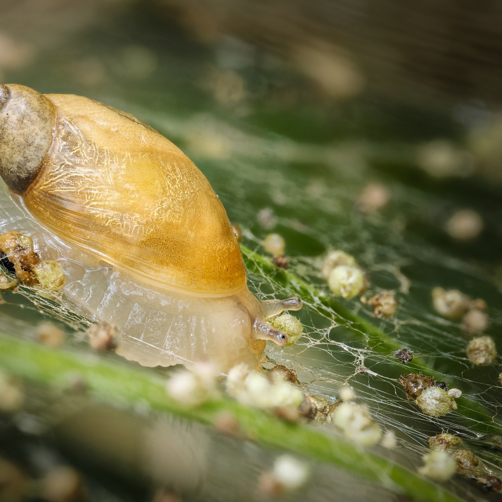 Succinea Putris — 20250722 — 40 × 30 cm