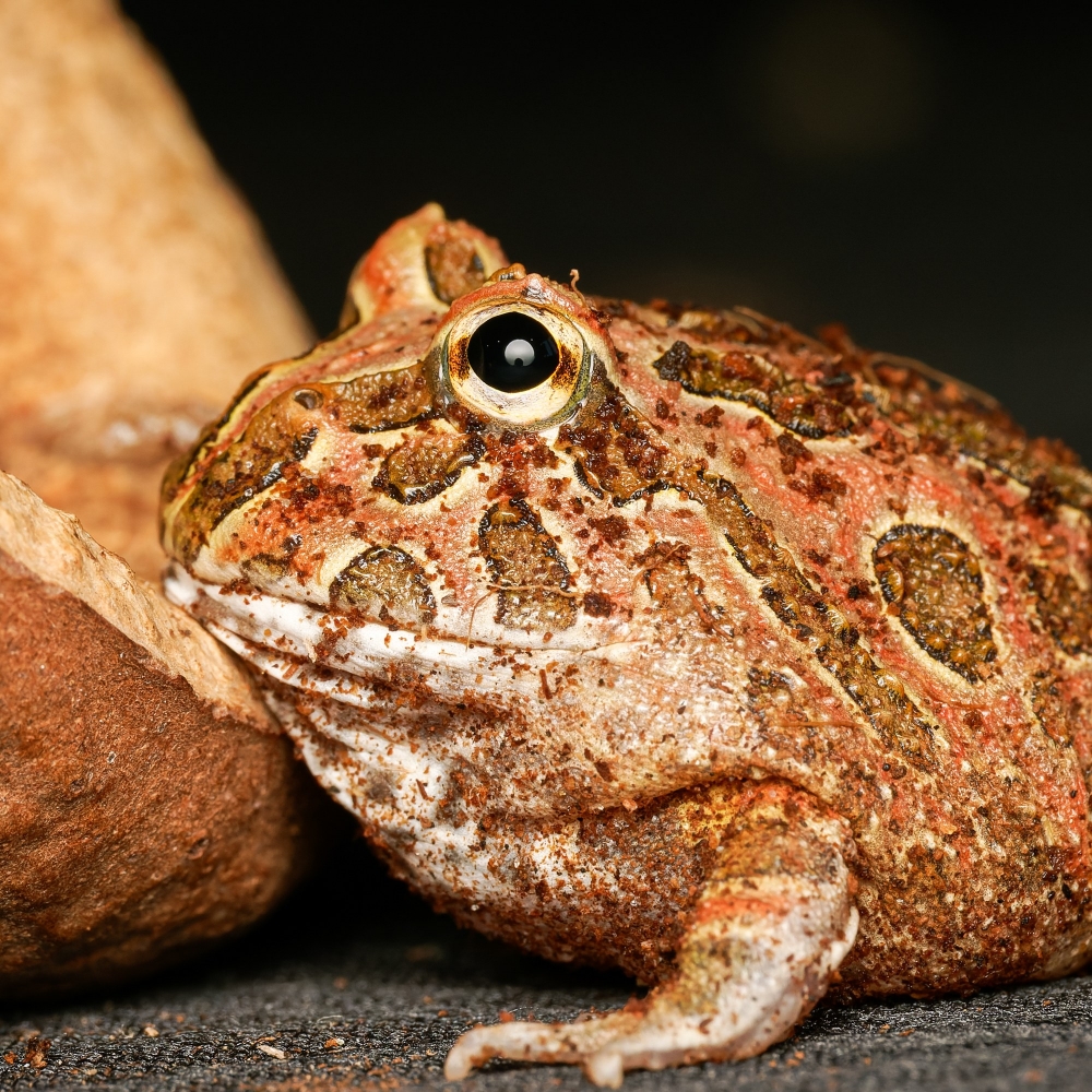 Ceratophrys Cranwelli — 20251115-2025-11-15 — 60 × 40 cm