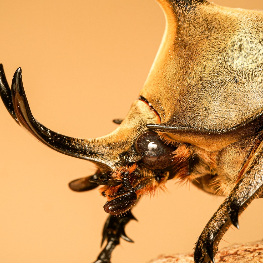 Megasoma Anubis — 20251026 — 70 × 50 cm