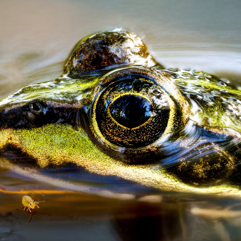 Water Frog in Mézières-en-Brenne — 60 × 40 cm