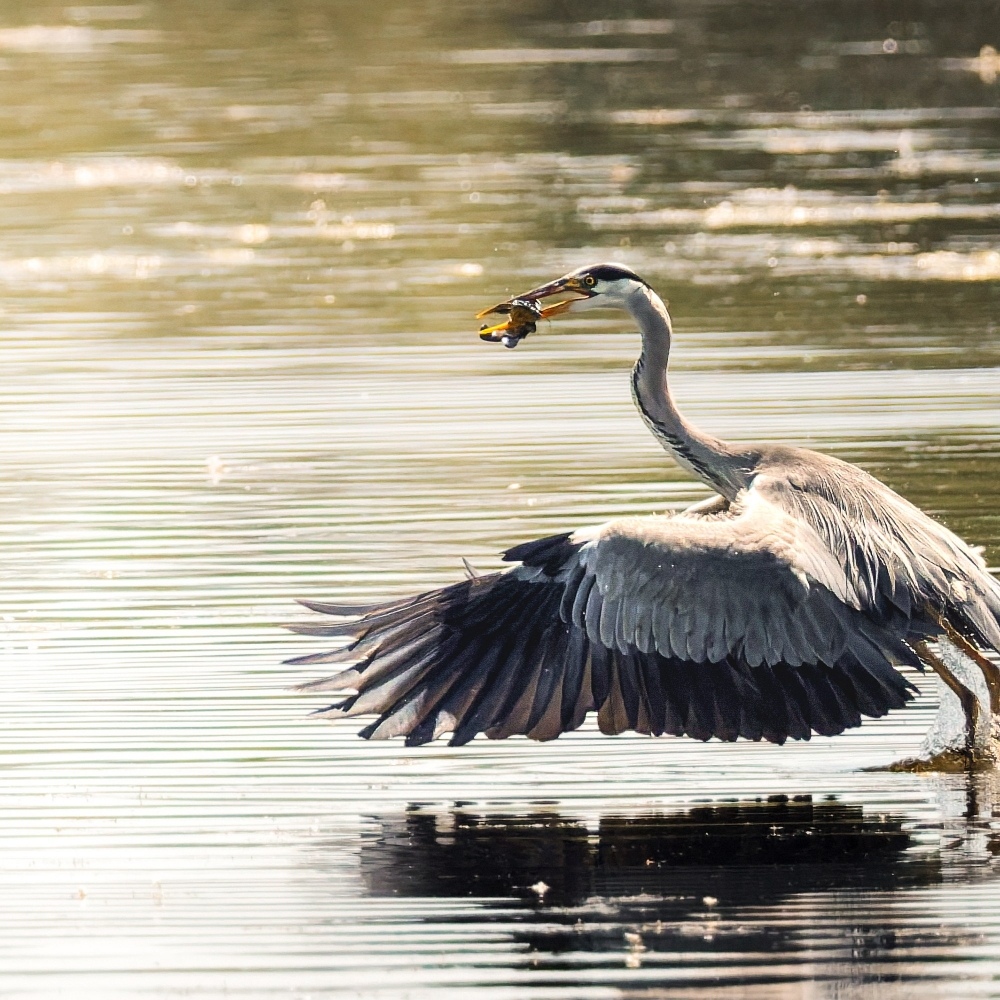 Grey Heron in Rosnay — 70 × 50 cm