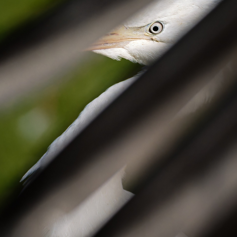 Ardea Ibis — 20251014 — 40 × 60 cm