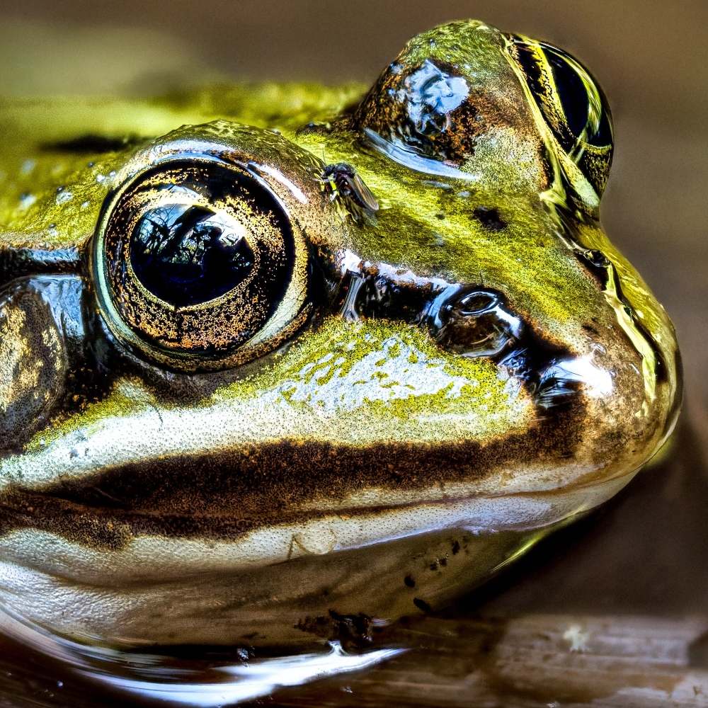 Water Frog in Mézières-en-Brenne — 60 × 40 cm
