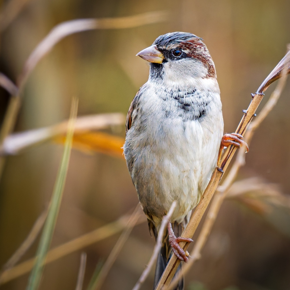 House Sparrow in 20251201 — 40 × 30 cm