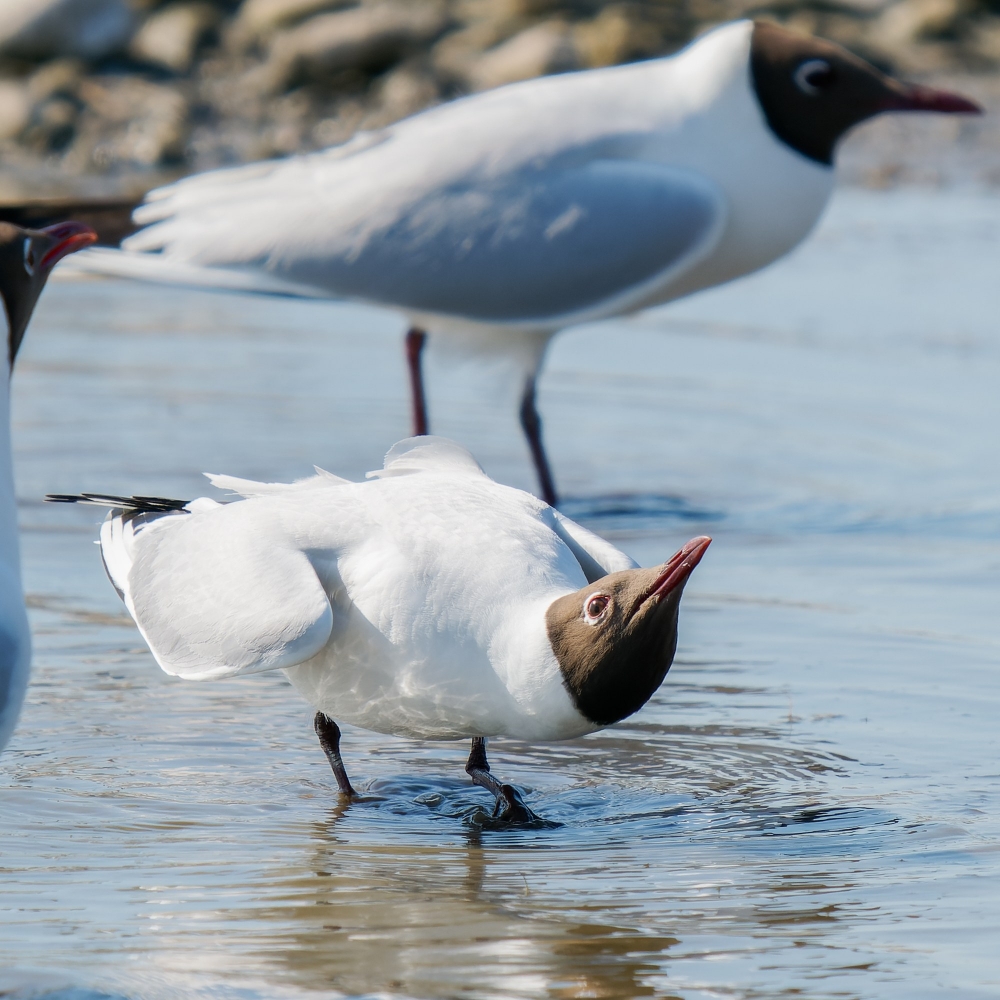 Chroicocephalus Ridibundus — 20250518 — 40 × 30 cm