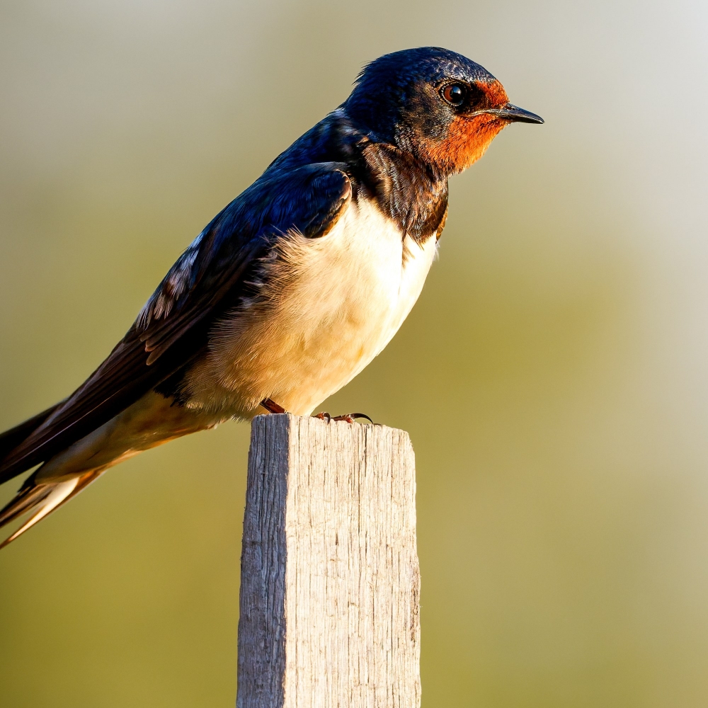 Hirundo Rustica — Rosnay — 70 × 50 cm
