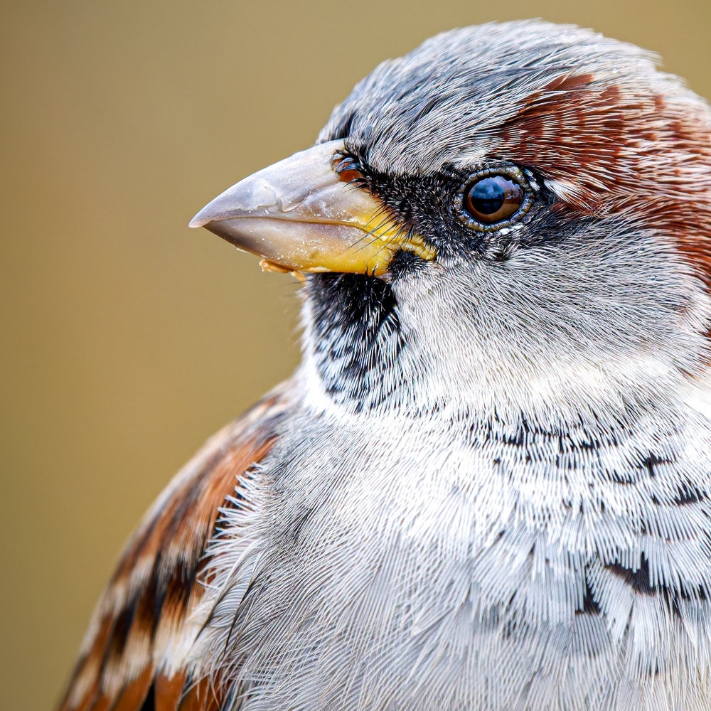House Sparrow in 20251201 — 60 × 40 cm
