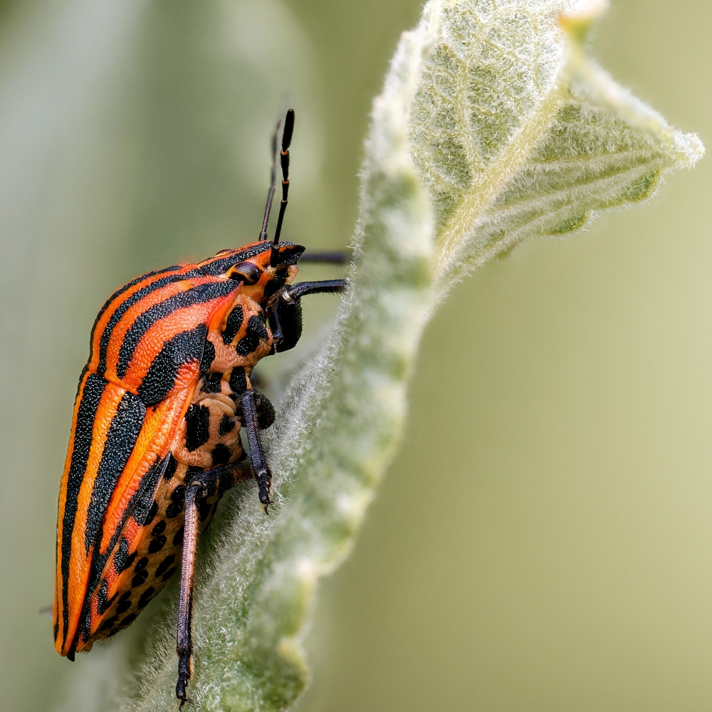 Striped Shield Bug in Frasne — 40 × 30 cm
