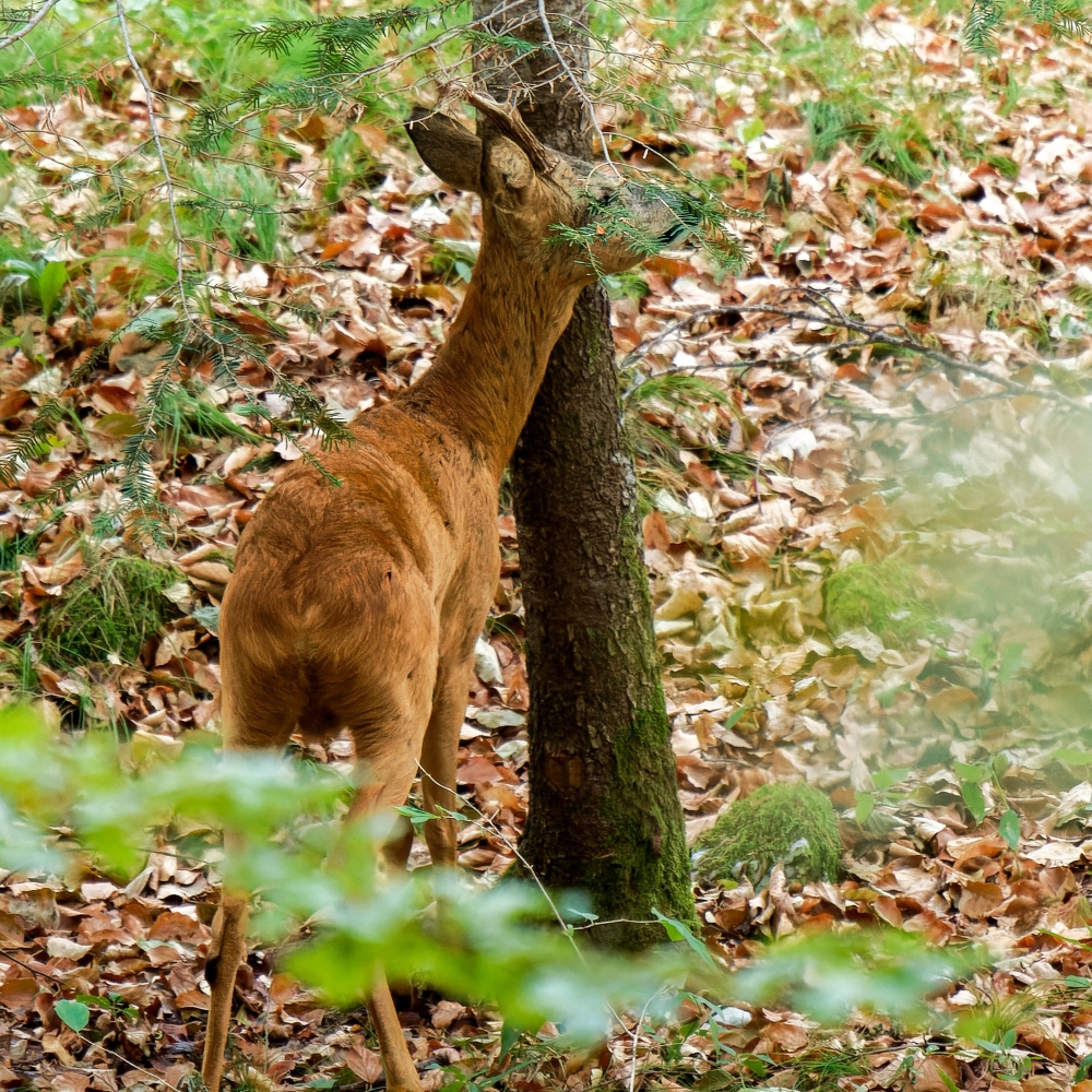 Capreolus Capreolus — Les Planches-en-Montagne — 40 × 30 cm