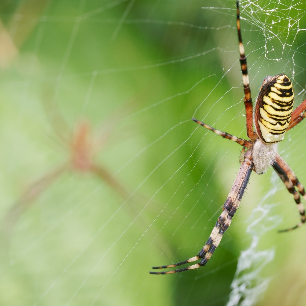 Wasp Spider in 20250722 — 60 × 40 cm