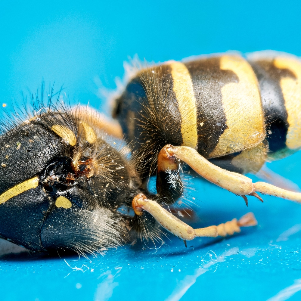 Vespula Vulgaris — 20250521 — 40 × 30 cm
