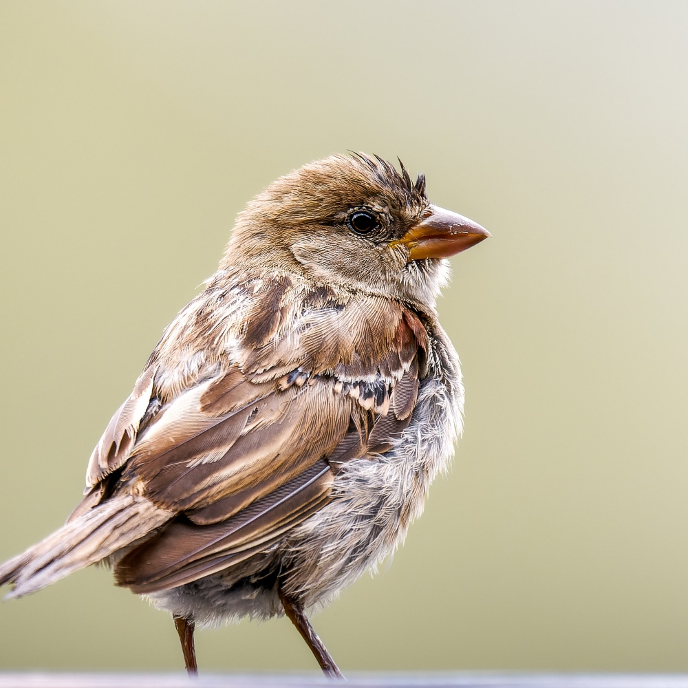 House Sparrow in Tignes — 60 × 40 cm