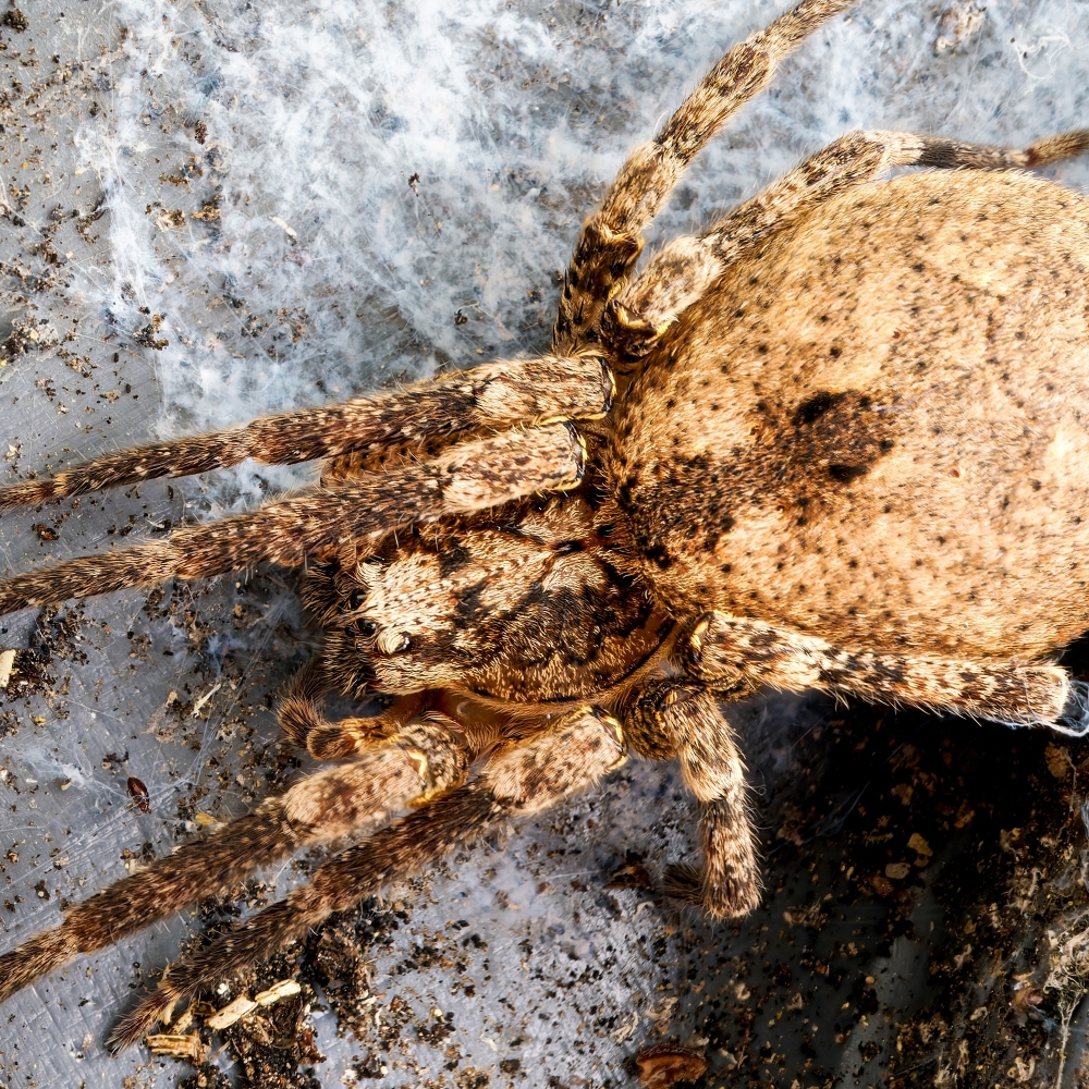Zoropsis Spinimana — Joigny