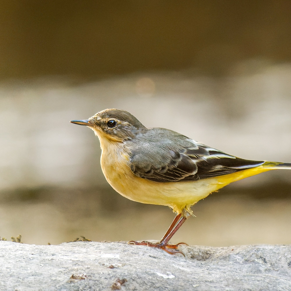 Motacilla Cinerea — Les Planches-en-Montagne — 40 × 30 cm