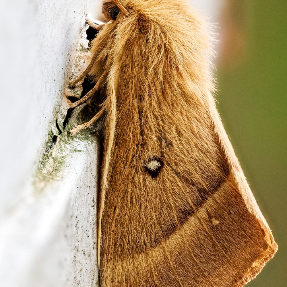Lasiocampa Quercus — Cheny — 40 × 60 cm