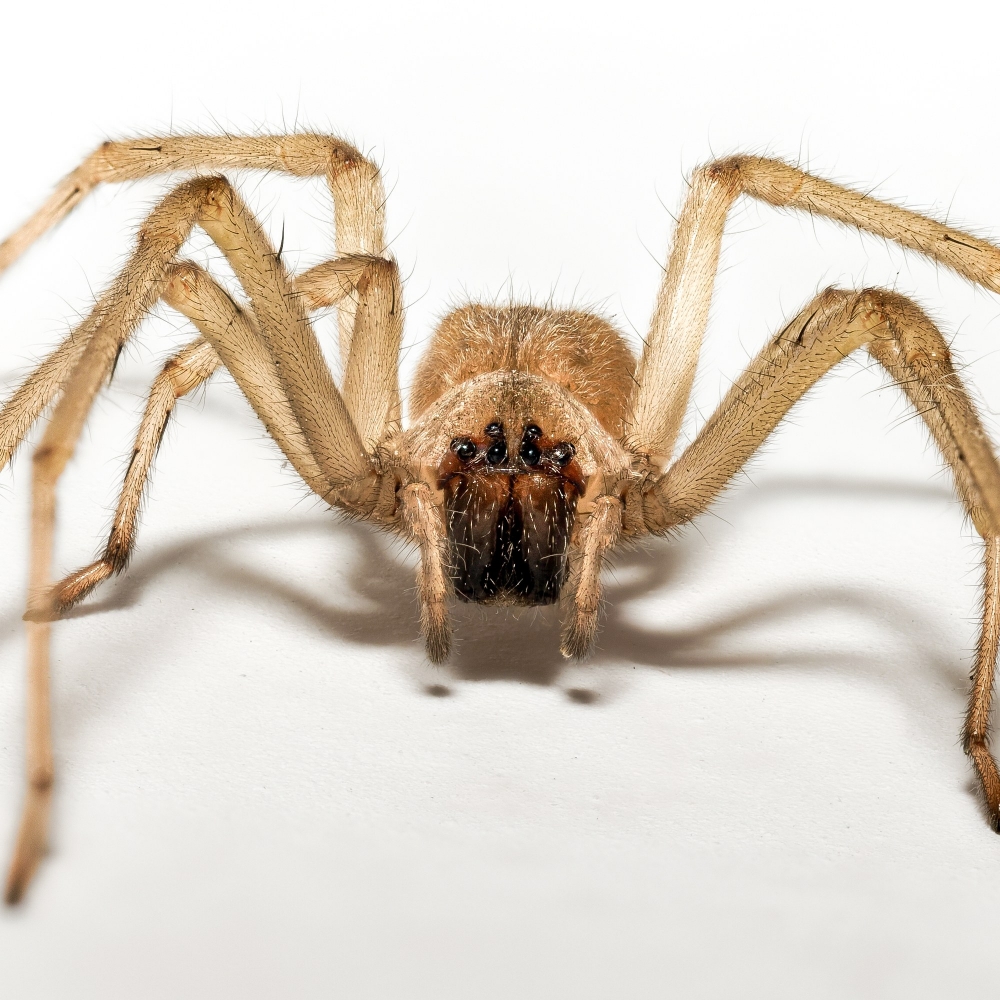 Cheiracanthium Mildei — Gentilly — 60 × 40 cm