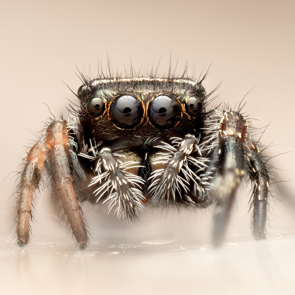 20250124,25 Neuneu Phidippus Regius Bahamas — 40 × 30 cm