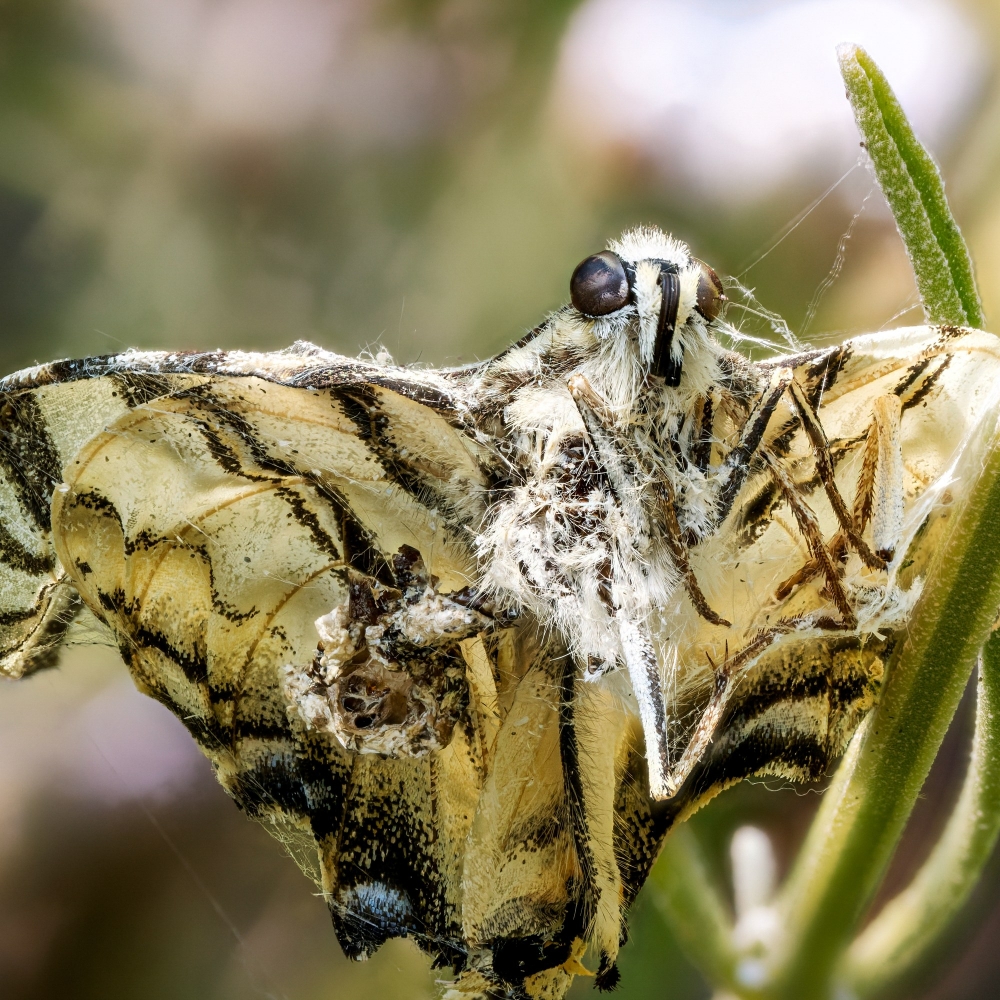 Papilio Machaon — Venoy — 50 × 70 cm