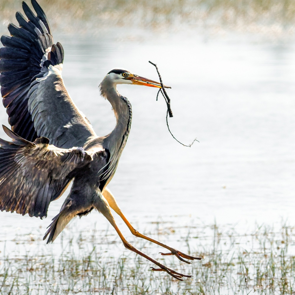 Grey Heron in Rosnay — 40 × 30 cm