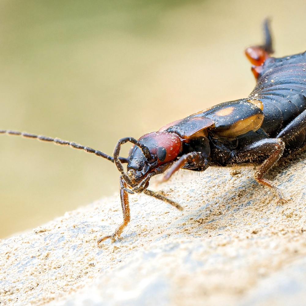 Anechura Bipunctata — 20250812 — 60 × 40 cm