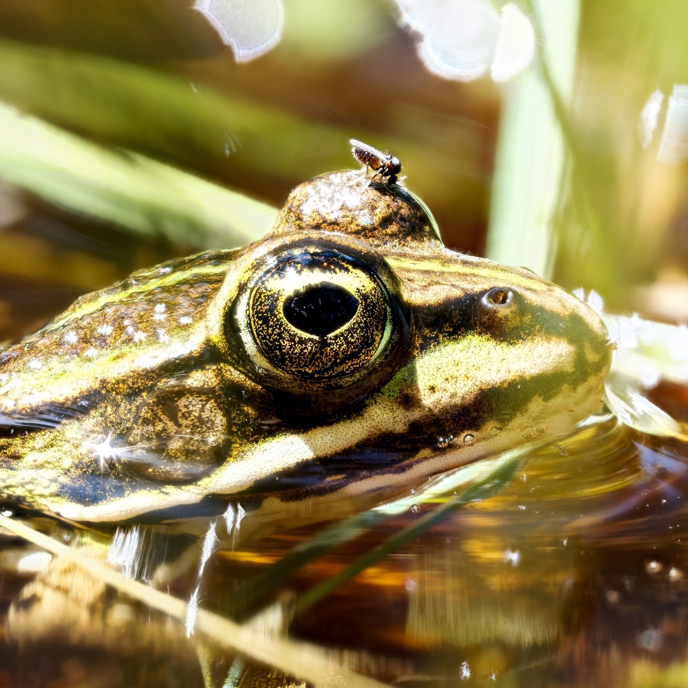 Water Frog in Mézières-en-Brenne — 60 × 40 cm