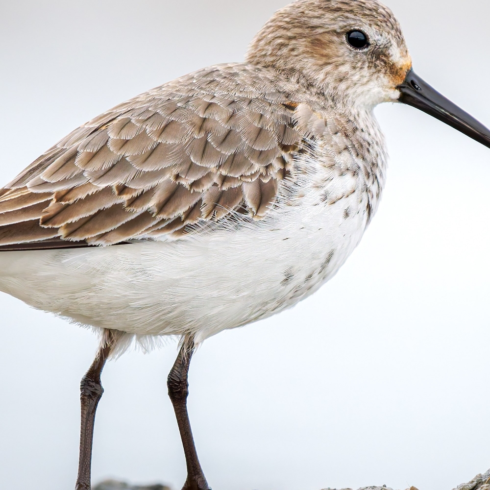 Calidris Alpina — 20251204 — 70 × 50 cm