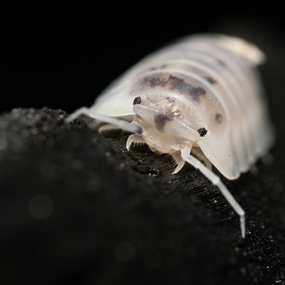 20250125 Porcellio Laevis Dairy Cow — 60 × 40 cm