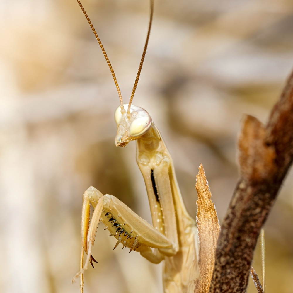 European Praying Mantis in Venoy — 50 × 70 cm