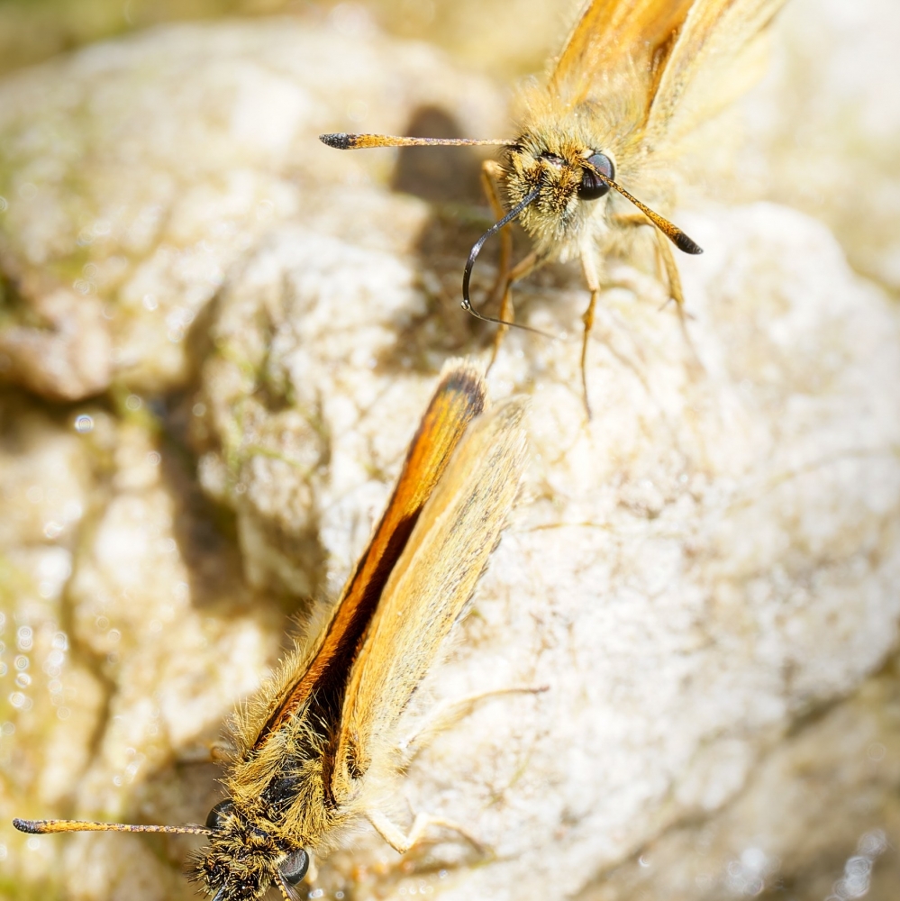Thymelicus Lineola — 20250811 — 50 × 70 cm