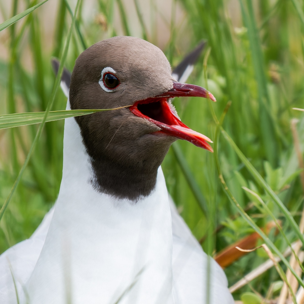 Chroicocephalus Ridibundus — 20250518 — 60 × 40 cm