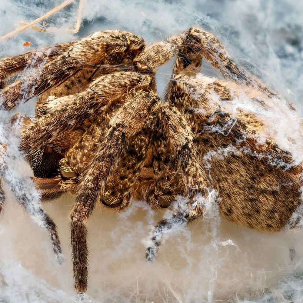 Zoropsis Spinimana 3 — Cheny — 40 × 30 cm
