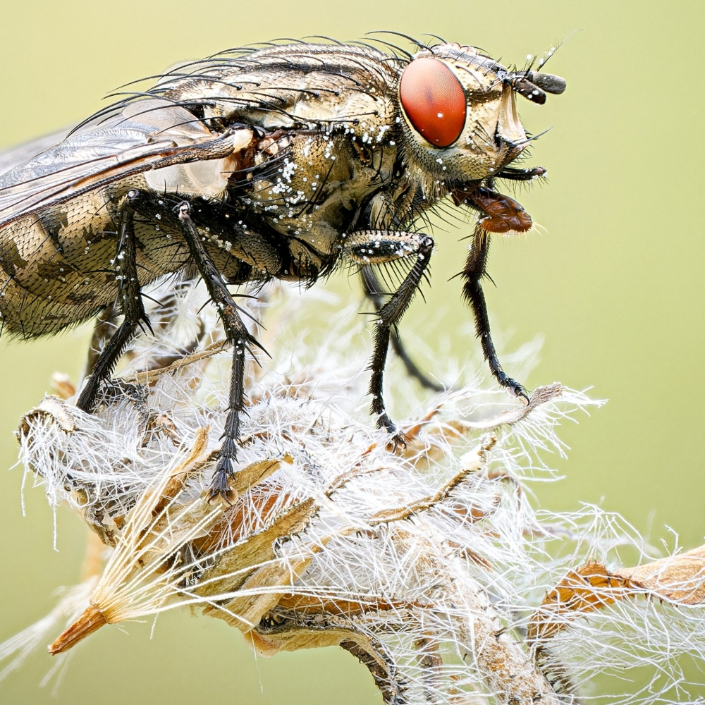 Sarcophagidae Indet. — 20250812 — 40 × 30 cm